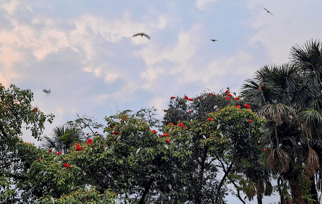 los llanos colombia