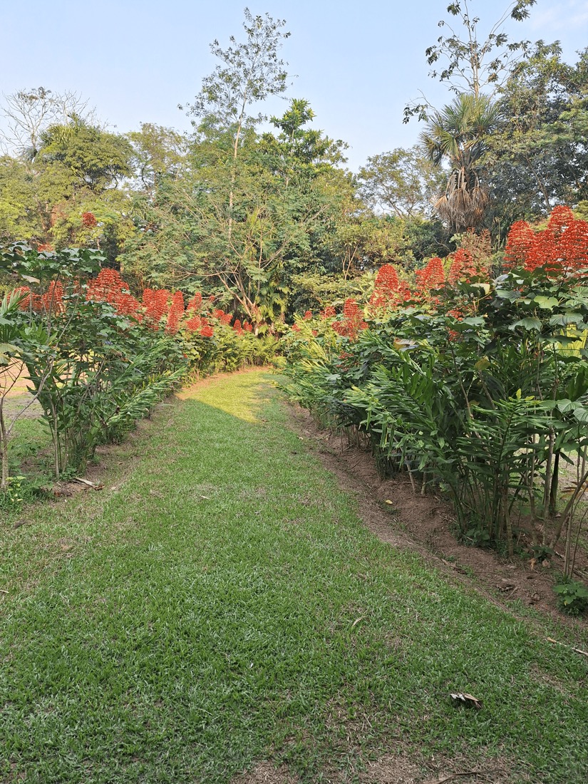 los llanos colombia